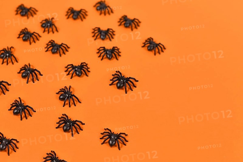 Small black plastic spiders creeping over orange Halloween background with copy space
