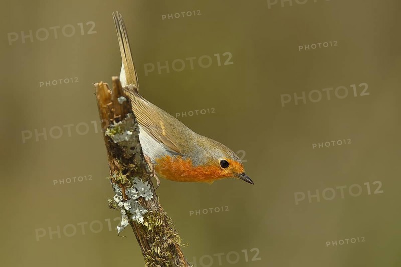 European robin (Erithacus rubecula) sitting on deadwood, Wilden, North Rhine-Westphalia, Germany, Europe