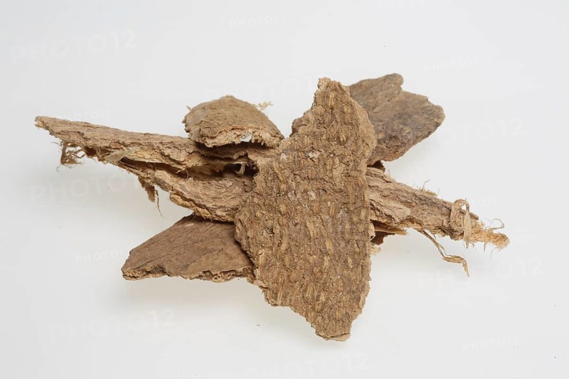 Bark of the god tree of heaven (Ailanthus altissima), medicinal plant of Chinese medicine