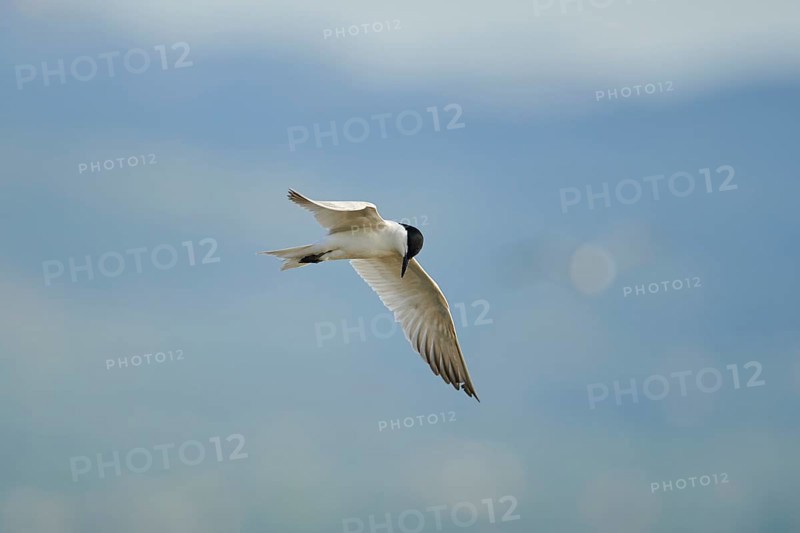 Gull-billed tern (Gelochelidon nilotica) flying in the sky, hunting, ebro delta, Catalonia, Spain, Europe