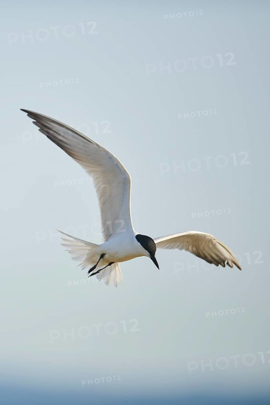 Gull-billed tern (Gelochelidon nilotica) flying in the sky, hunting, ebro delta, Catalonia, Spain, Europe