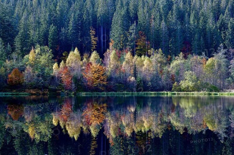 Trees reflected in the Sankenbachsee, Karsee, autumn, near Baiersbronn, Freudenstadt district, Black Forest, Baden-Württemberg, Germany, Europe