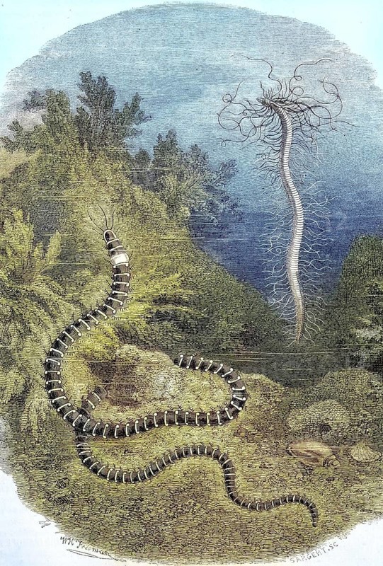 Threadworm or Northern Tendril Worm, Cirratulus cirratus, Historical, digitally restored reproduction of a 19th century original