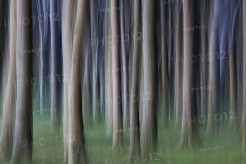 Abstract, motion blurred beech tree trunks at Ghost Wood, Gespensterwald along the Baltic Sea beach at Nienhagen, Mecklenburg-Vorpommern, Germany, Europe