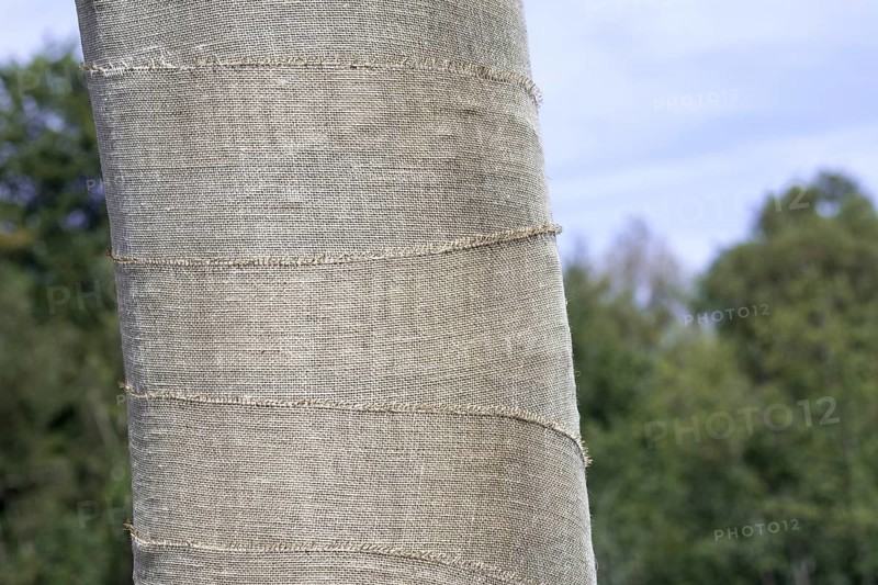 Exposed beech tree (Fagus sylvatica) trunk wrapped in burlap, jute as protection for bark against sunburn and frost