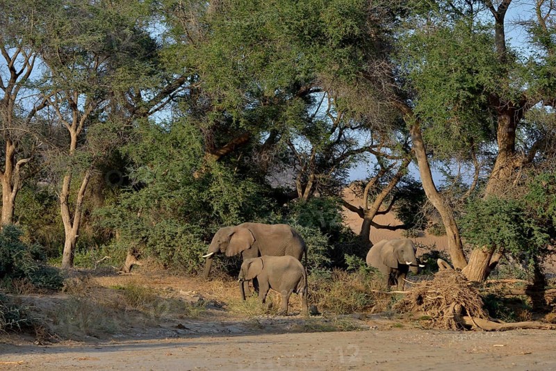 Desert elephants, African elephants (Loxodonta africana), by the dry riverbed of the Huab, Damaraland, Namibia, Africa