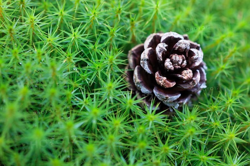 Lady hair moss with pine cones ( Polytrichum formosum) , Cairngorms National Park, Scotland, Great Britain