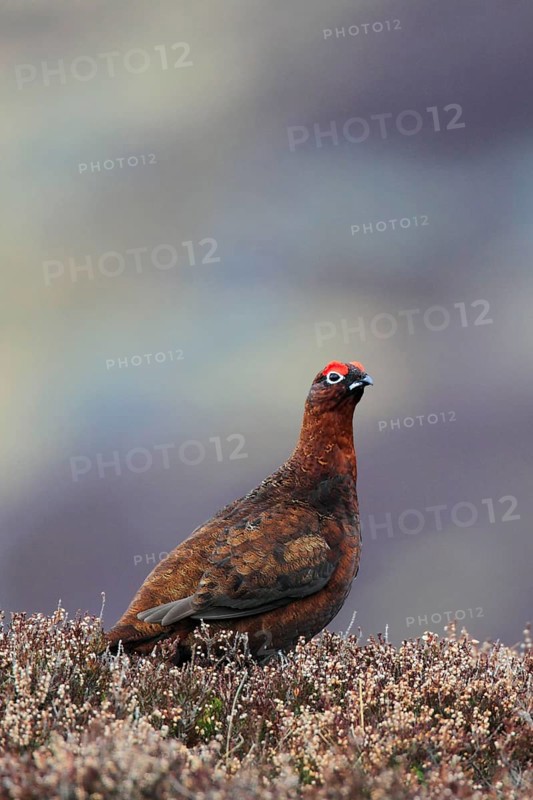 Red Grouse ( Lagopus lagopus scoticus) Cairngorms National Park, Scotland, United Kingdom, Europe