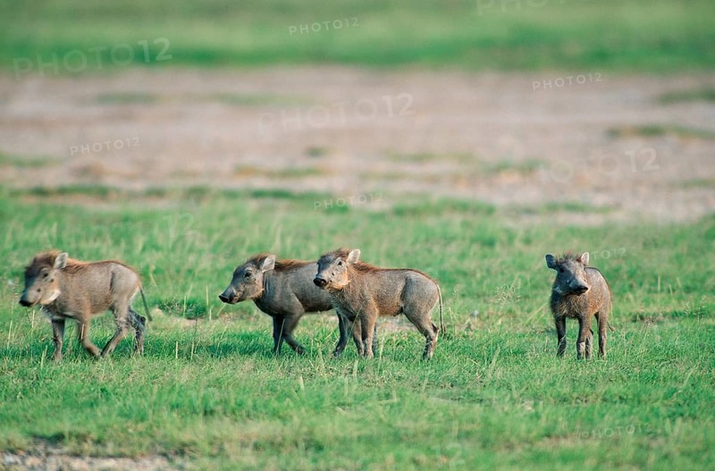 Young desert warthog (Phacochoerus aethiopicus), Amboseli National Park, Pig, Kenya, Africa
