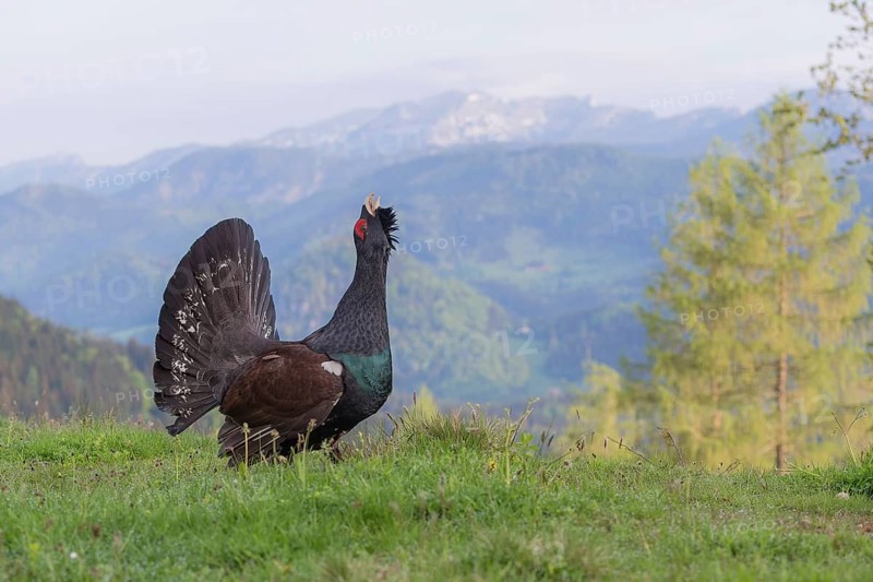 Western capercaillie (Tetrao urogallus) courting, Kalkalpen National Park, Upper Austria, Austria, Europe