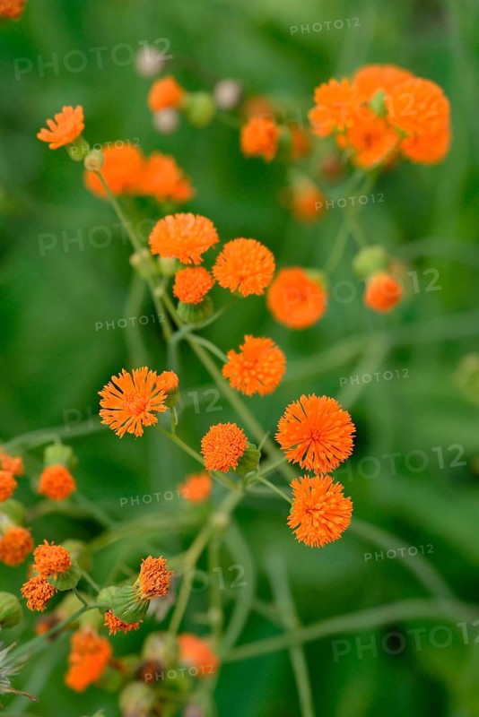 Tassel Flower 'Irish Poet (Emilia coccinea)