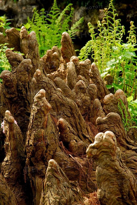 Bald cypress (Taxodium distichum) pneumotophores, respiratory knee