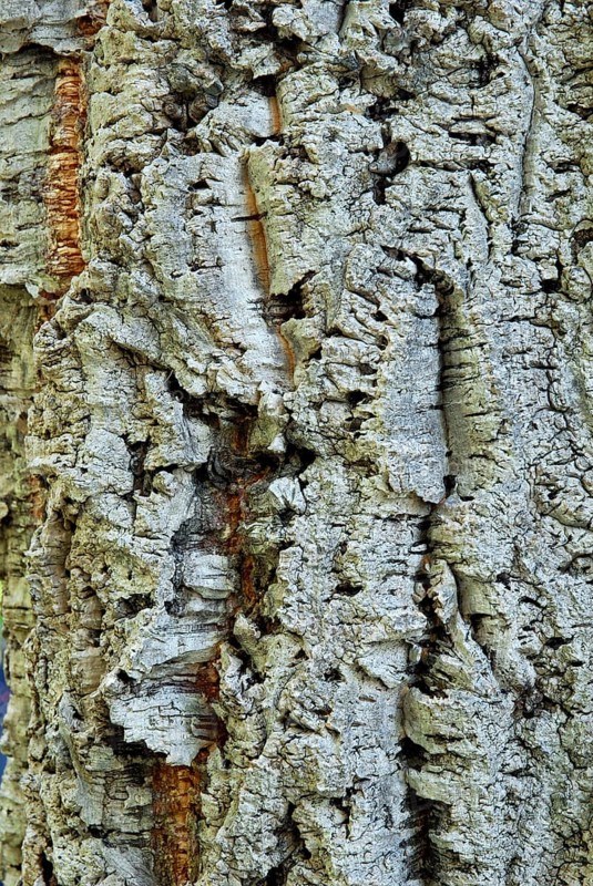 Cork oaksbark (Quercus suber)