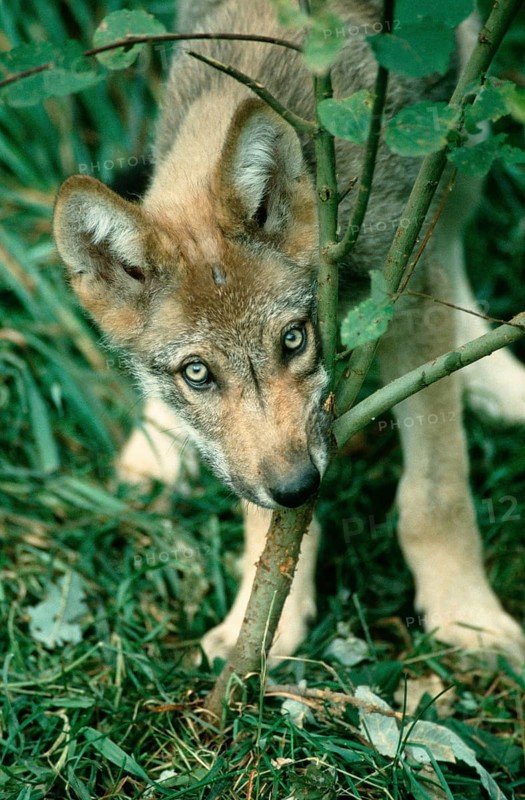 Gray wolfboy(Canis lupus)