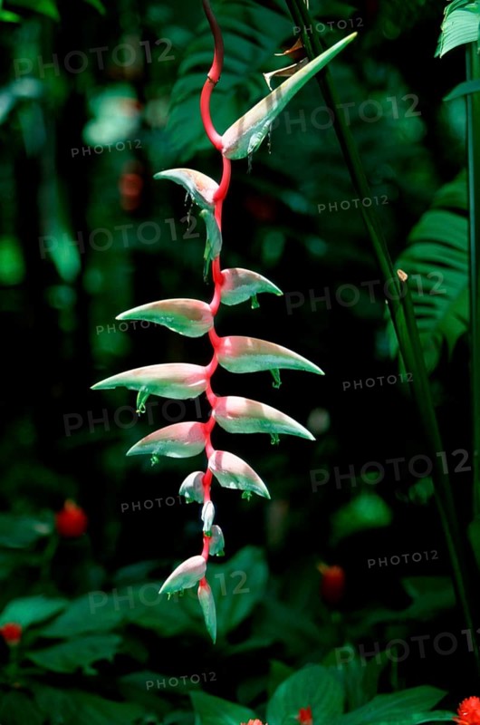 Lobster Claw (Heliconia caribaea)