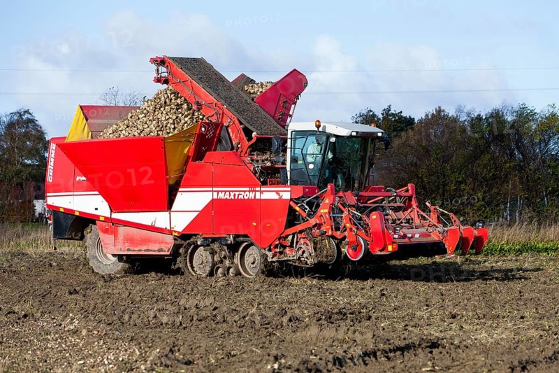 Sugar beet harvesting, sugar beet, harvester, harvester, Sealand, Denmark, Europe