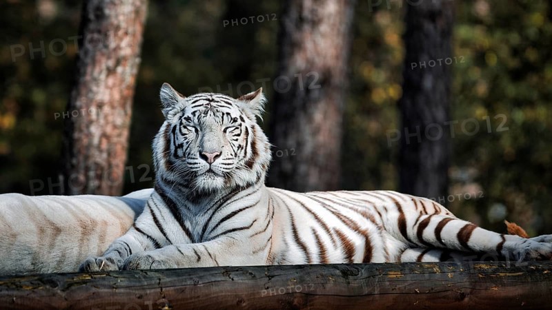 White tiger (Panthera tigris), resting, colour mutation, leucism, captive, Safaripark, Safariland Stukenbrock, Schloss Holte-Stukenbrock, North Rhine-Westphalia, Germany, Europe
