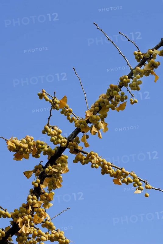 Young (Ginkgo biloba) rnhaar tree fruits