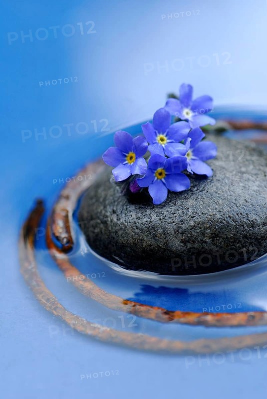 Stone, forget-me-not and rusty metal ring, memorial
