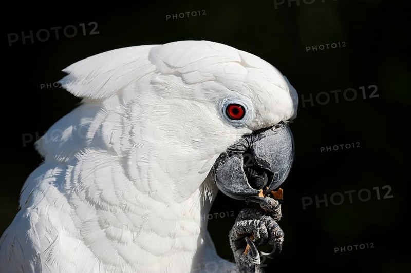 White cockatoo (Cacatua alba), portrait, captive, occurrence in Indonesia