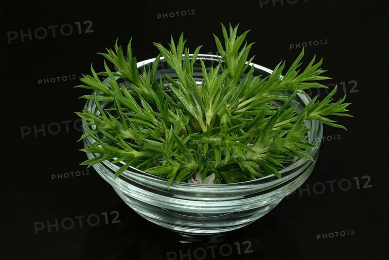 Summer savory (Satureja hortensis), also garden savory, true savory, pepperwort, family of the labiates, used since ancient times as a medicinal plant and spice plant