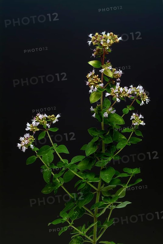Oregano (Origanum vulgare), true dost, labiates family, used as a spice plant and medicinal herb
