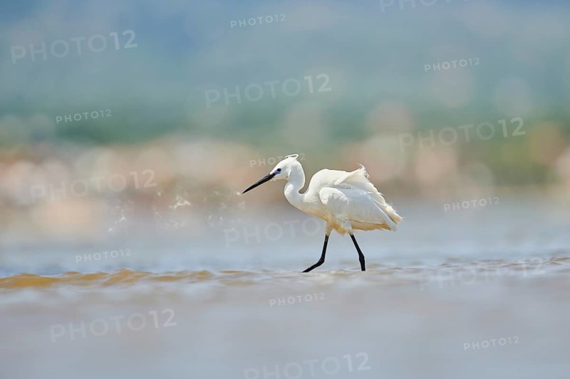Little egret (Egretta garzetta) walking at the shore, hunting, sea, ebro delta, Catalonia, Spain, Europe