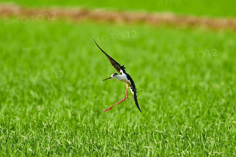 Black-winged stilt (Himantopus himantopus) landing in a paddy field, ebro delta, Catalonia, Spain, Europe