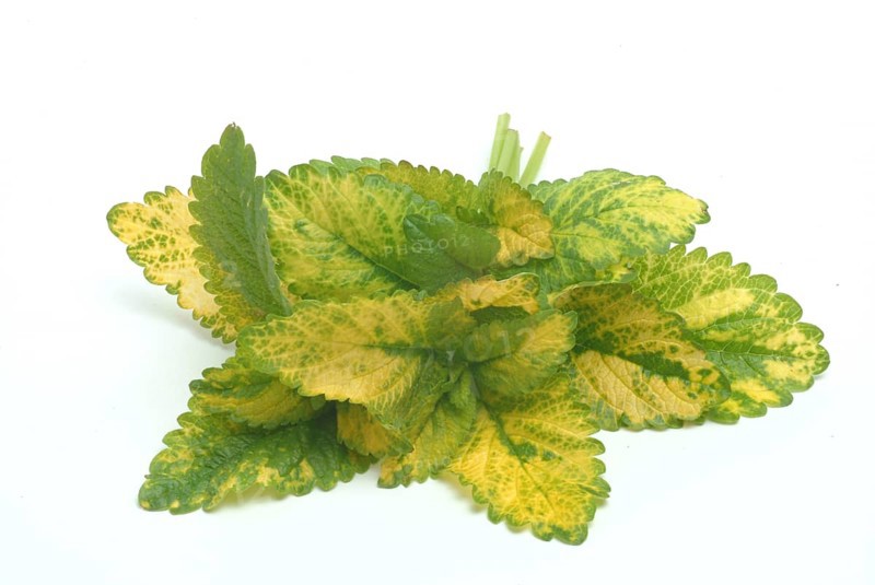 Yellow lemon balm (Melissa officinalis) or melissa, family of the labiates, the foliage leaves, Melissae folium, are used as pharmaceutical drug, medicinal plant of the year 1988