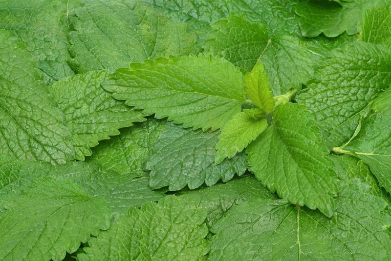 Lemon balm (Melissa officinalis) or melissa, family of the labiates, the foliage leaves, Melissae folium, are used as pharmaceutical drug, medicinal plant of the year 1988