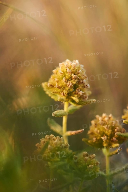 Felty germander (Teucrium polium) blooming at Mount "La Talaia del Montmell" at evening, Catalonia, Spain, Europe