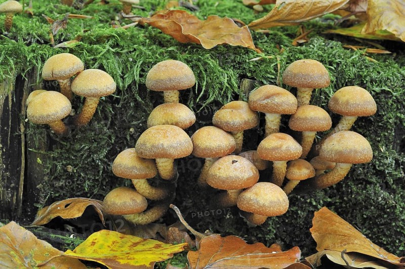 Brick cap (Hypholoma lateritium) Brick Top, Brick Tuft mushrooms