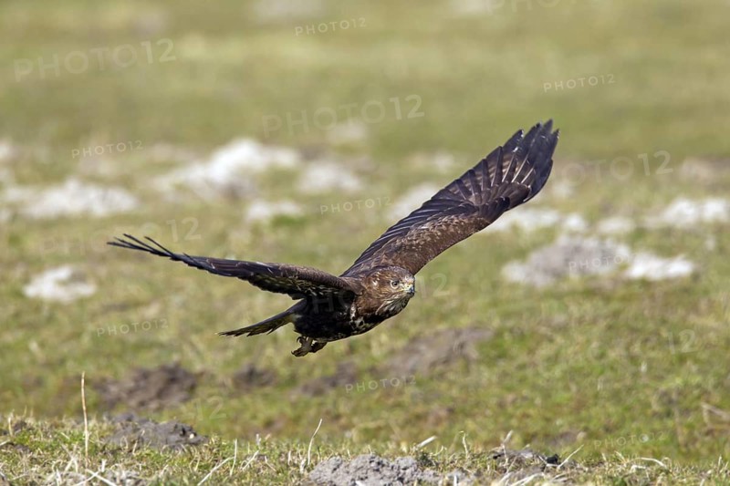 Common buzzard (Buteo buteo) flying over grassland