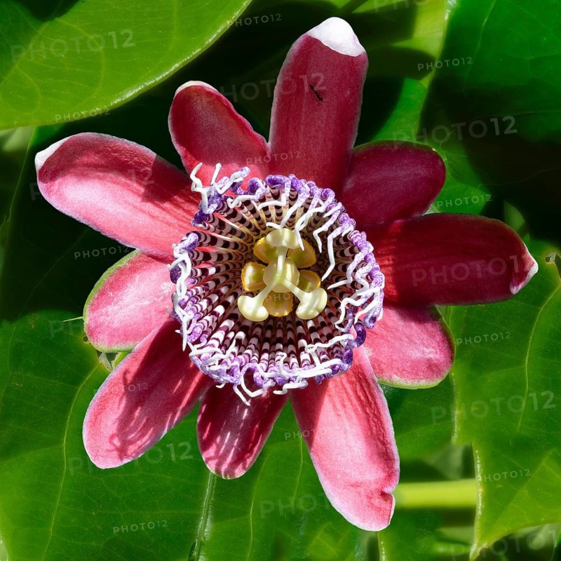 Purple passion fruit flower, Serra da Canastra, Minas Gerais state, Brazil, South America