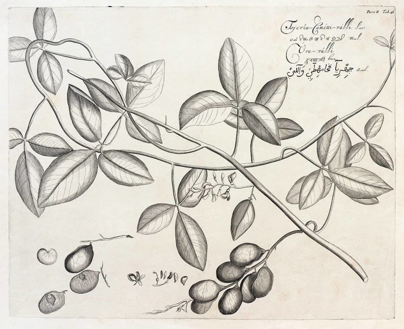 Tsjeria Cametti Valli, copperplate engraving by Hendrik Adriaan van Rheede tot Draakenstein, from the botanical work Hortus Malabaricus, 1678