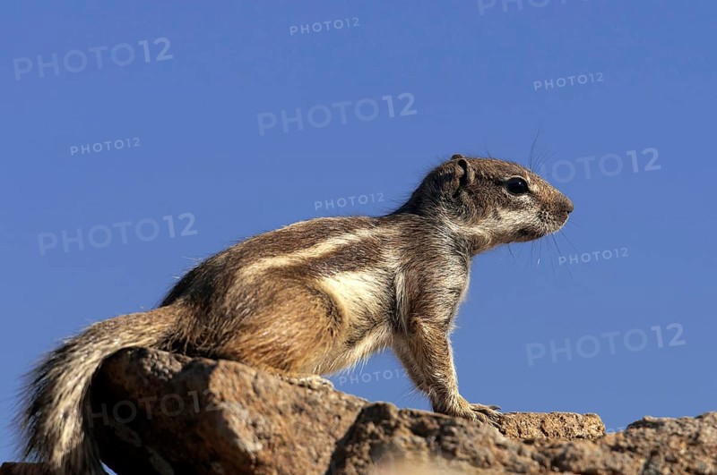 Barbary ground squirrel (Atlantoxerus getulus), chipmunk, Atlantic squirrel, ground squirrel, wildlife, Canary Islands, Fuerteventura, Spain, Europe