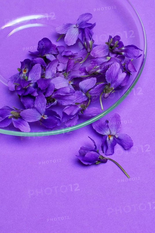 Wood violet (Viola odorata)