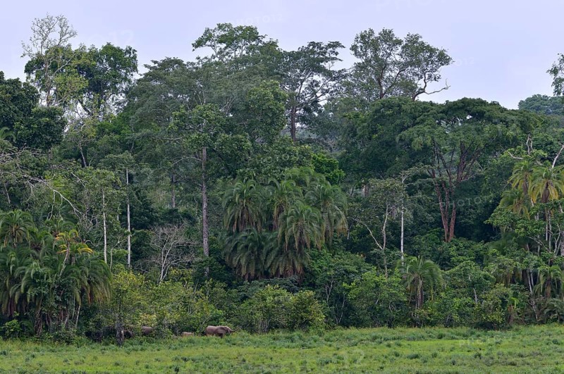 African Forest Elephant (Loxodonta cyclotis), Ndangaye clearing, South West Region, Cameroon, Africa