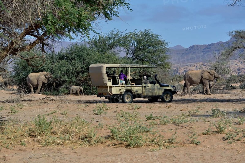 Tourists observing desert elephants, African elephants (Loxodonta africana), dry riverbed of the Huab, Damaraland, Namibia, Africa