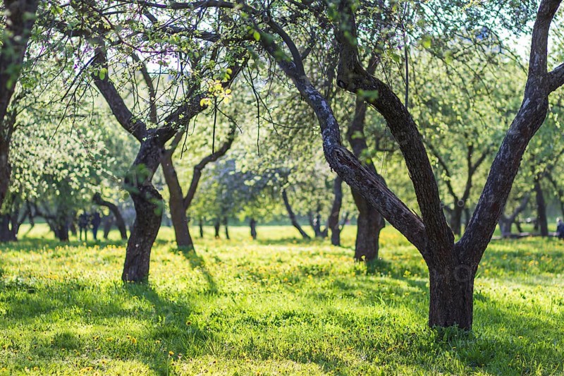 Blooming apple trees in spring park