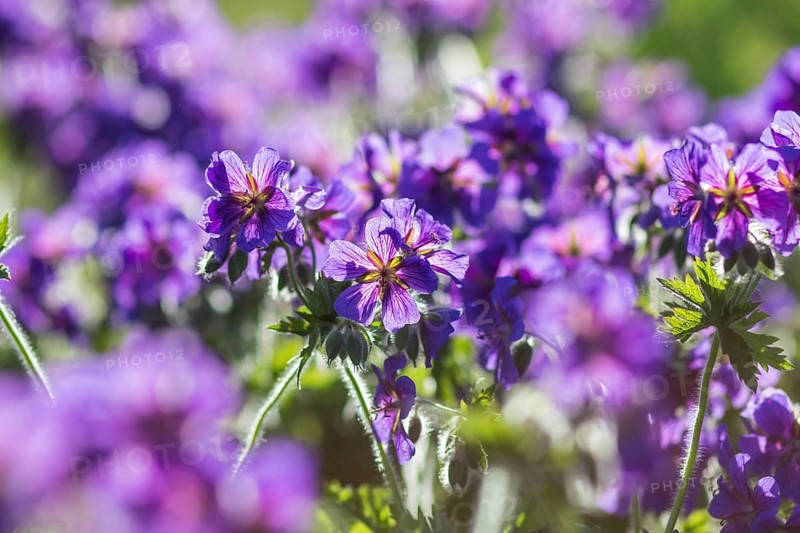 Blooming geraniums in the garden in summer