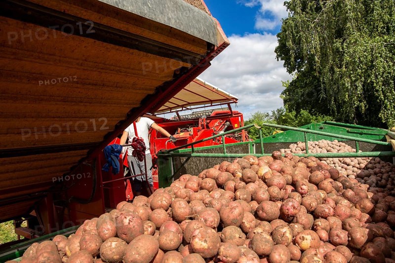 Agriculture harvest of industrial potatoes in the Palatinate. In contrast to table potatoes, these potatoes are processed into crisps, French fries, etc. (Schifferstadt, Germany, 08/07/2022), Europe