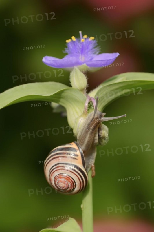 Grove snail (Cepaea nemoralis) on garden three-master flower (Tradescantia andersoniana), flower, ornamental plant, North Rhine-Westphalia, Germany, Europe