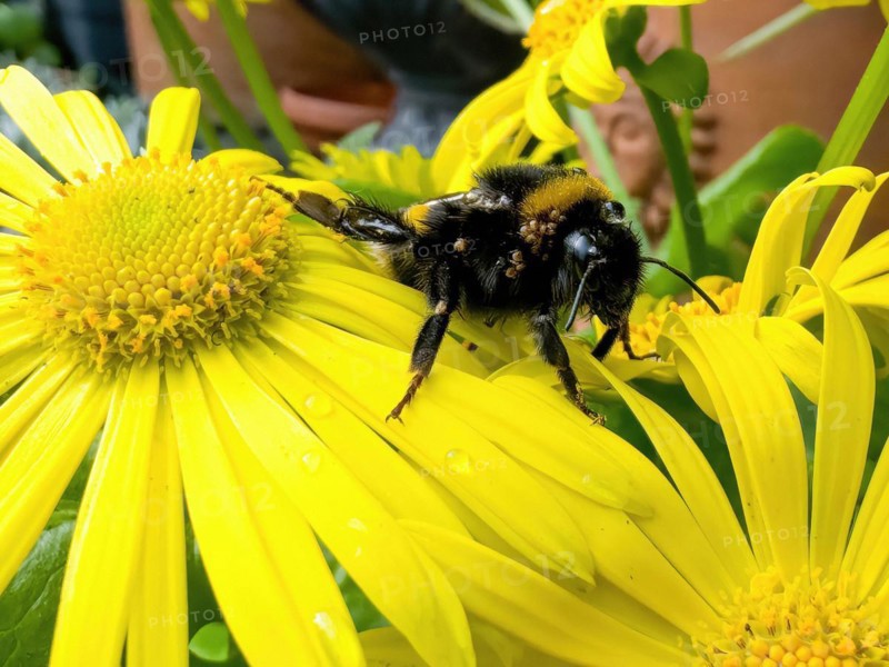 Queen bumblebee large earth bumblebee (Bombus terrestris) forages for nectar pollen on yellow daisy (Coleostephus myconis) has bumblebee mites (Parasitus fucorum) in its fur, Germany, Europe