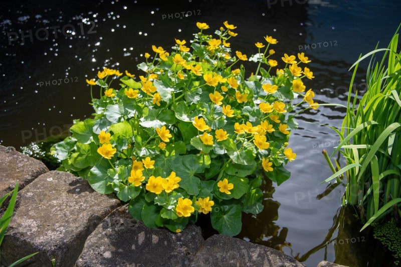 Yellow flowers on green water plants at the edge of a body of water, marsh marigold, Germany, Europe