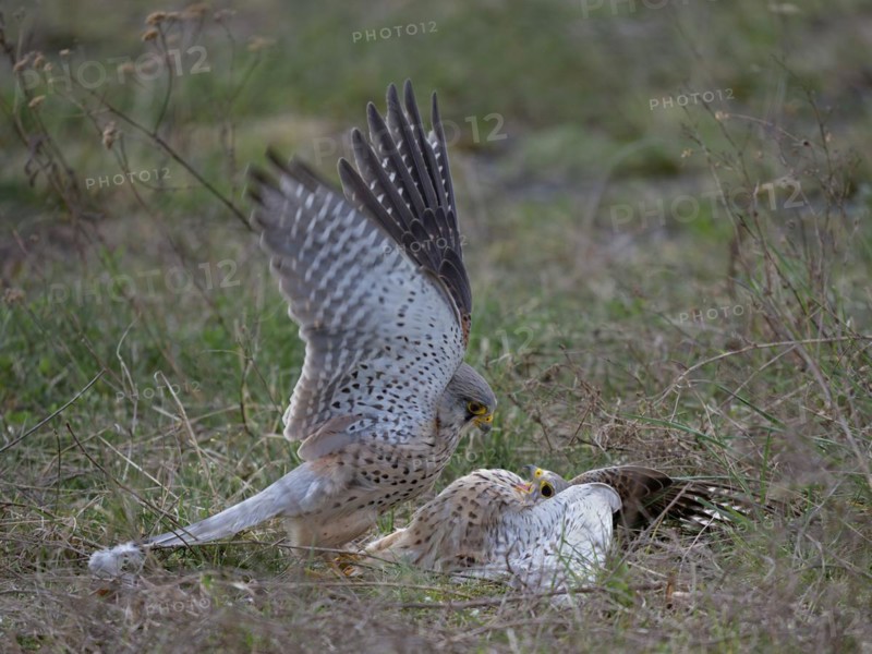 Two common kestrels (Falco tinnunculus) fighting on the ground