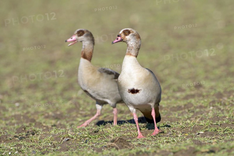 Egyptian goose (Alopochen aegyptiaca), two adult birds, pair, Wesel, Lower Rhine, North Rhine-Westphalia, Germany, Europe