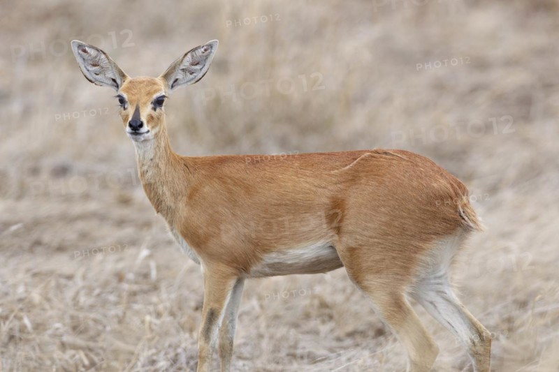 Steenbok (Raphicerus campestris), adult female standing alert, looking at camera, animal portrait, Kruger National Park, South Africa, Africa