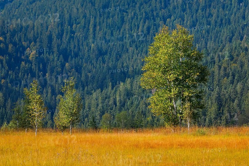 Birch tree in the Rothenthurm raised bog, Canton Schwyz, Switzerland, Europe