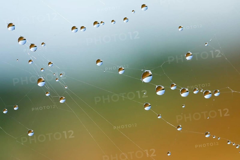 Dewdrops on a spider's web, Switzerland, Europe